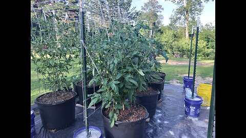 Fertilizing Hossinator And Brandywine Tomatoes In Containers 5/18/25