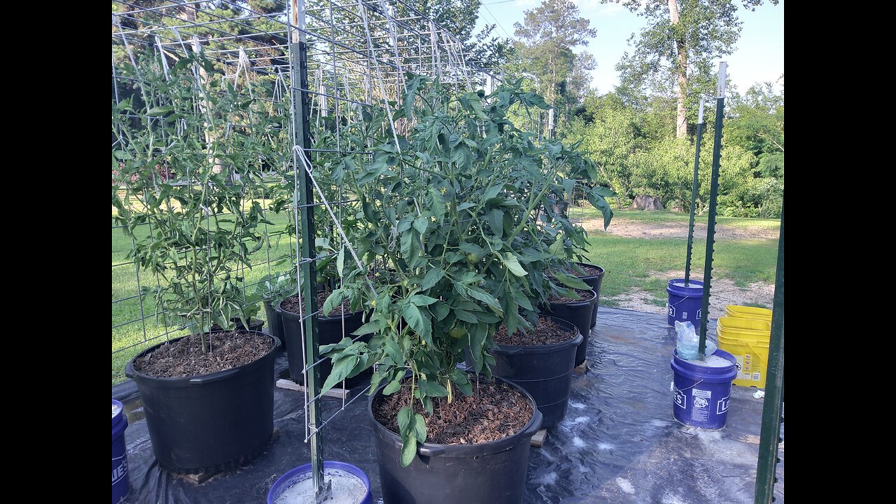 Fertilizing Hossinator And Brandywine Tomatoes In Containers 5/18/25
