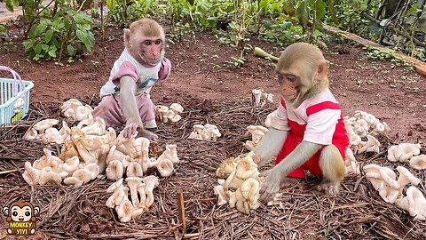 YiYi and YinYin harvest mushrooms and ask mom to make delicious cakes