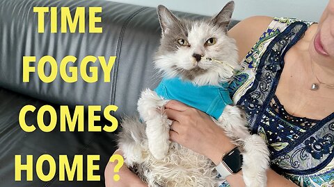 Sick Kitty ! - Foggy Day 11 - Going home?
