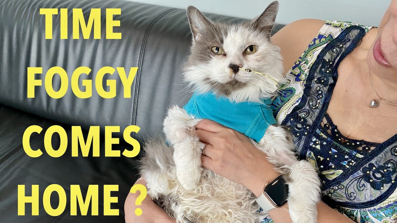 Sick Kitty ! - Foggy Day 11 - Going home?