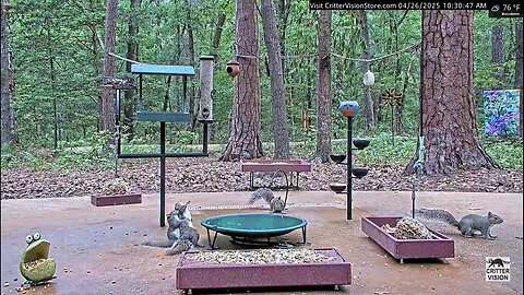 A fierce fight between two squirrels 💥🐿🐿💥