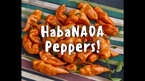 Habanada peppers! (Heatless Habaneros)