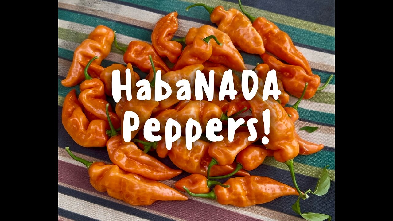 Habanada peppers! (Heatless Habaneros)