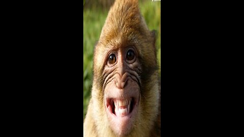 ai monkey shorts