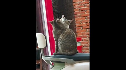 Cat's In Love