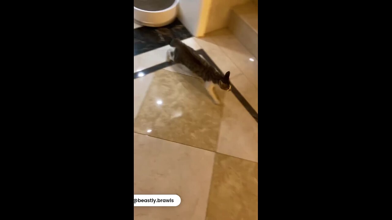 Funny great escape by cats😹🐮🤣