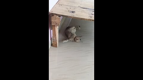 cat sleeping