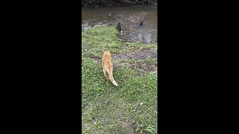 Cat 🐈 in nature.