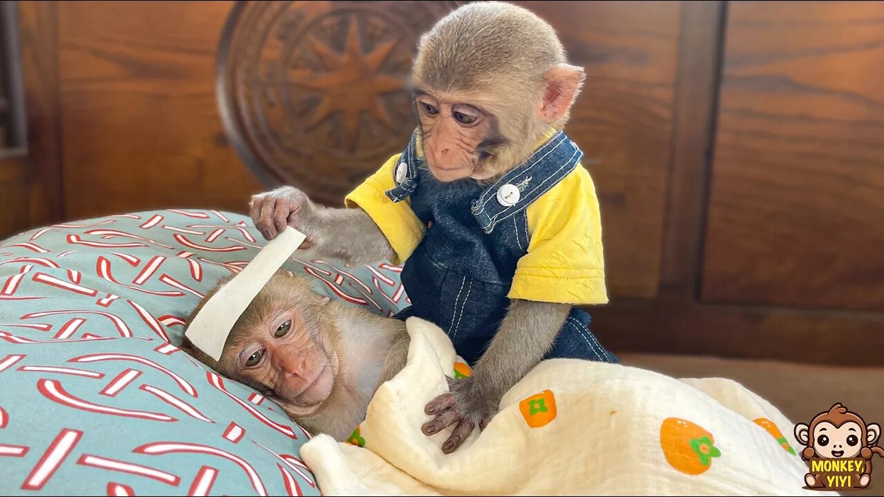 The process of baby monkey YiYi taking care of poor YinYin who lost an arm