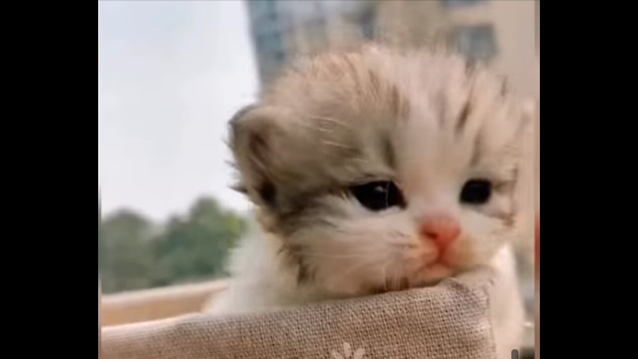 A BLAST OF CUTENESS||CUTE FLUFFLY CATS AT PLAY