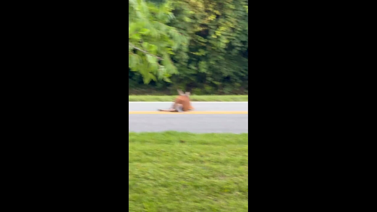 I cried for this baby deer 😭