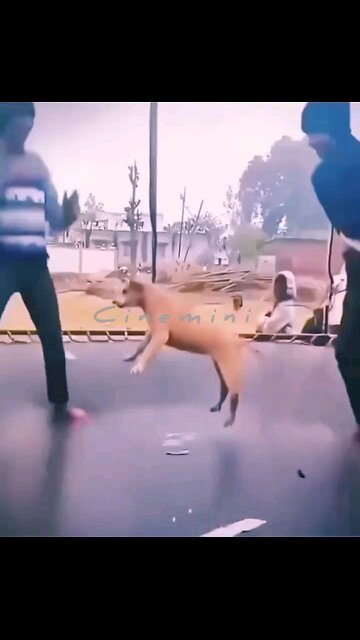 🎉 Happy birthday everyone! 🌞🐻Please Follow me @Cute 🥰 Poppy takes snack time to her special