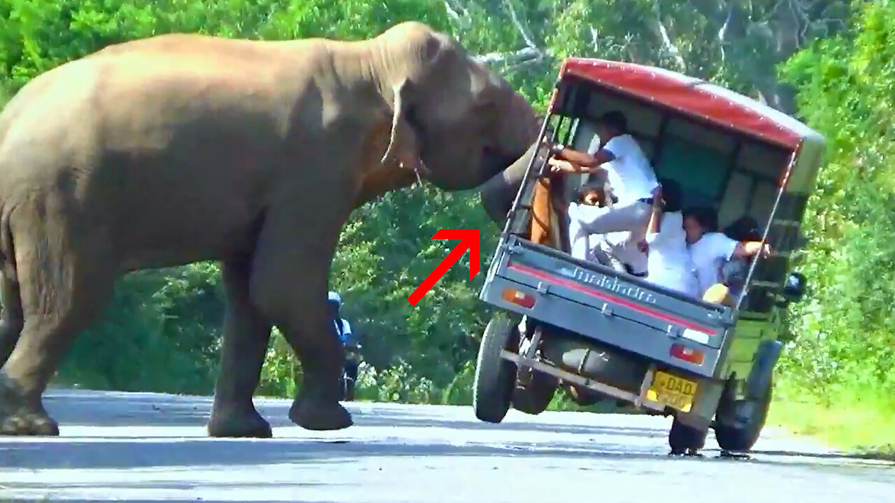 Wild Elephant Attack To Passengers Lorry