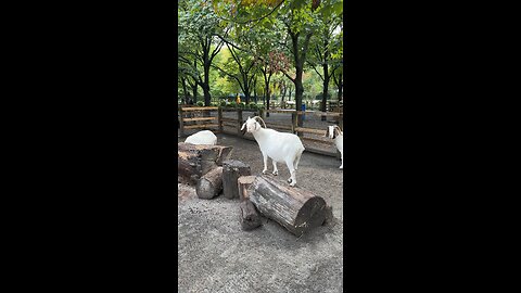 GOAT PARADISE