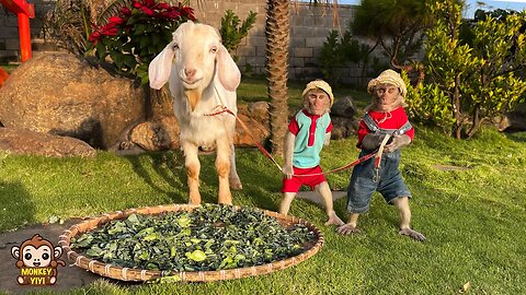 YiYi and YinYin help grandpa harvest vegetables to feed the goats