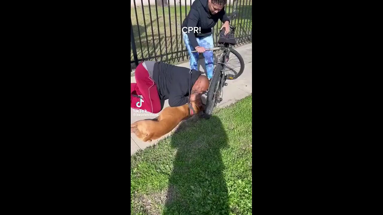 A man performs CPR on a dog, achieving a miraculous rescue and saving the day