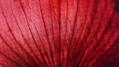 Natural Remedy - Onions | Kim Layon | September 26, 2025