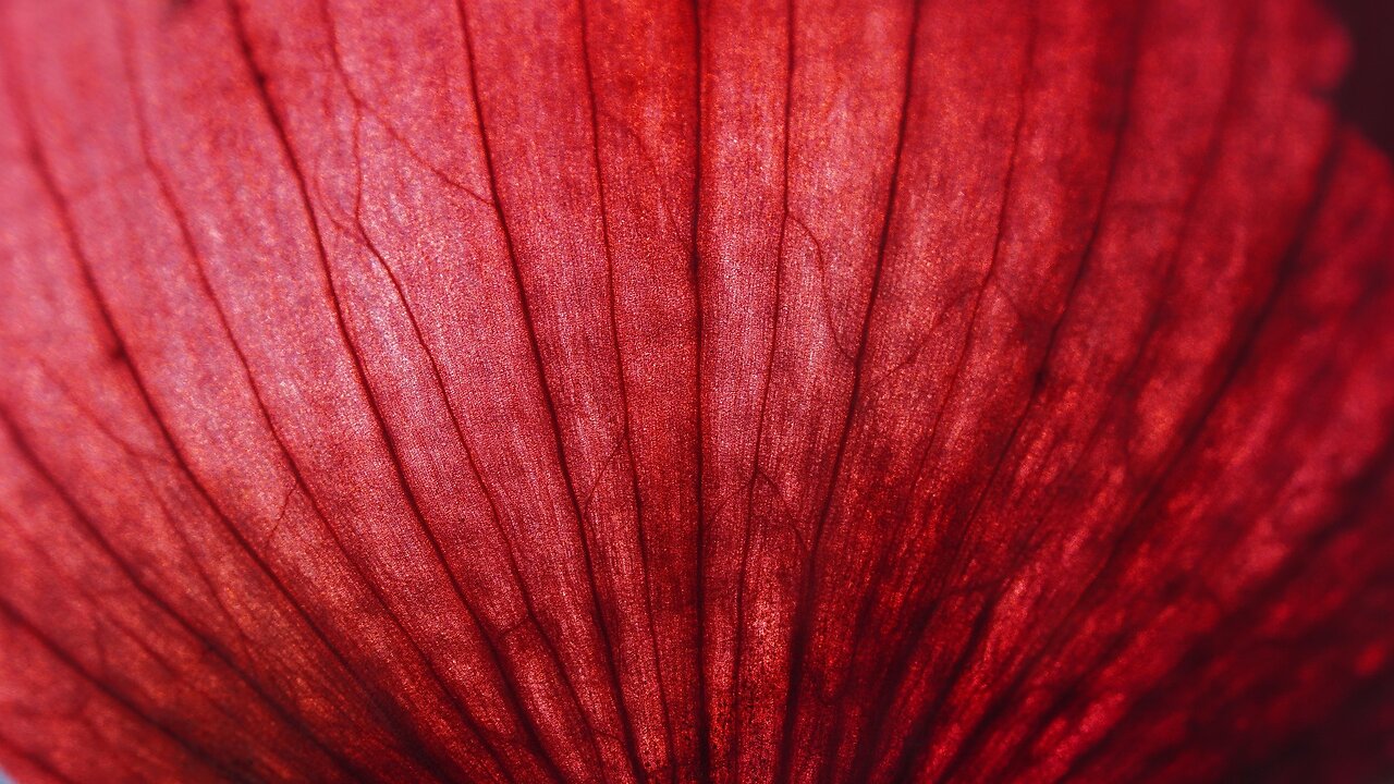 Natural Remedy - Onions | Kim Layon | September 26, 2025