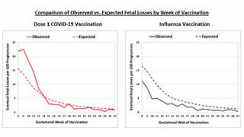 Observed-to-Expected Fetal Losses Following mRNA COVID-19 Vaccination in Early Pregnancy