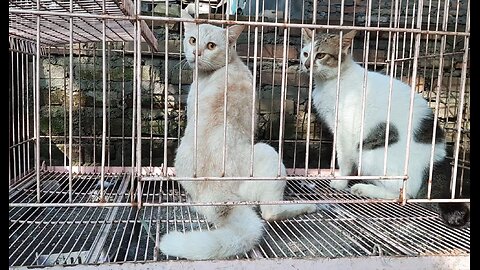 THE GREATNESS OF CATS WHEN FIGHTING