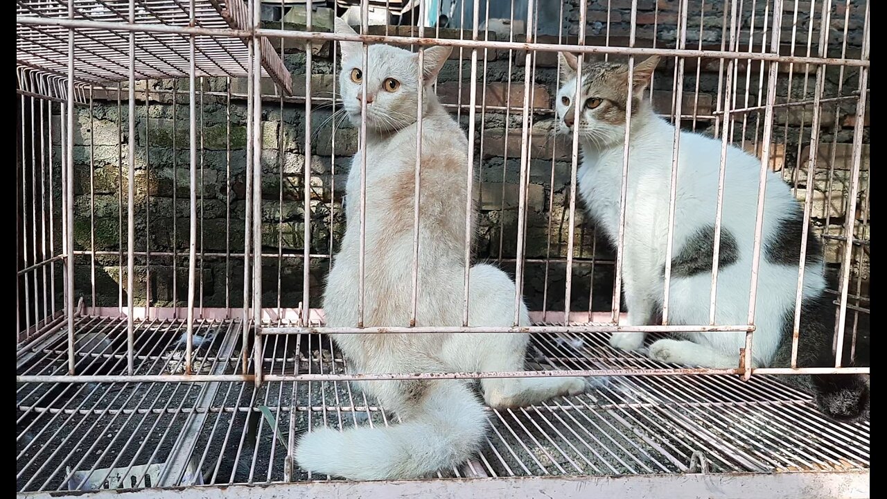 THE GREATNESS OF CATS WHEN FIGHTING