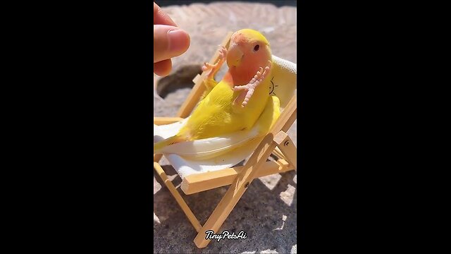 Is Your Parrot FUNNIER Than a Clown?