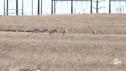 Growth and wildlife: as Colorado Springs expands east, what happens to its pronghorn herd?