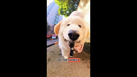 The Dog Found His Way HOME 😳😂 #funny #shorts