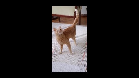 “Cat.exe has stopped... spinning! 😂🐾”#USA#Trending#uk