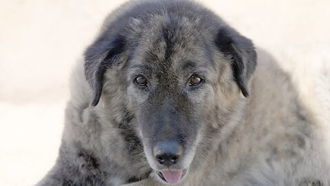 Leo realizes rescue dog from Afghanistan war is in serious pain.