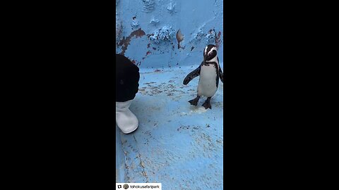 WOW! Original content by @tohokusafaripark Instagram. 6-17-25safari