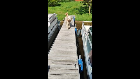 zoomies!