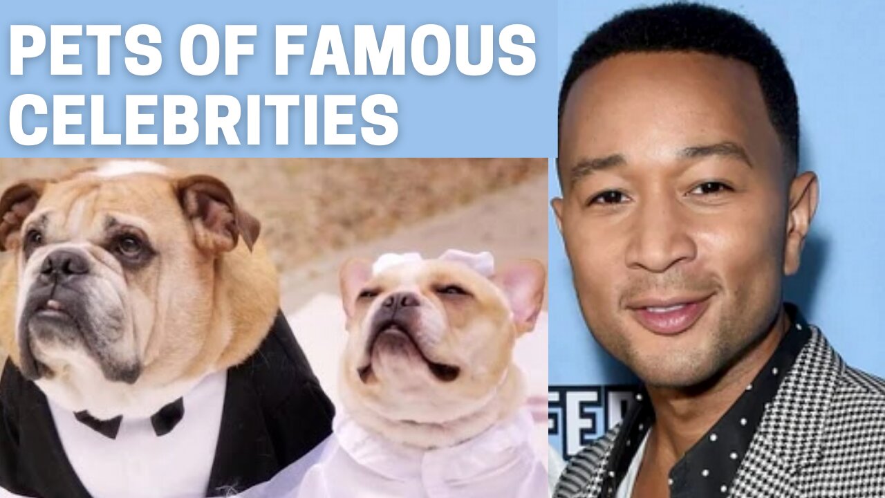 10 Famous Pets Owned By Famous Celebrities