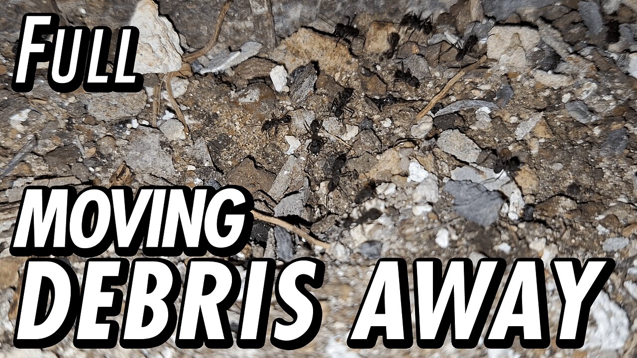 ASMR | Ants working under a richly varied symphony of city sounds at night - Full