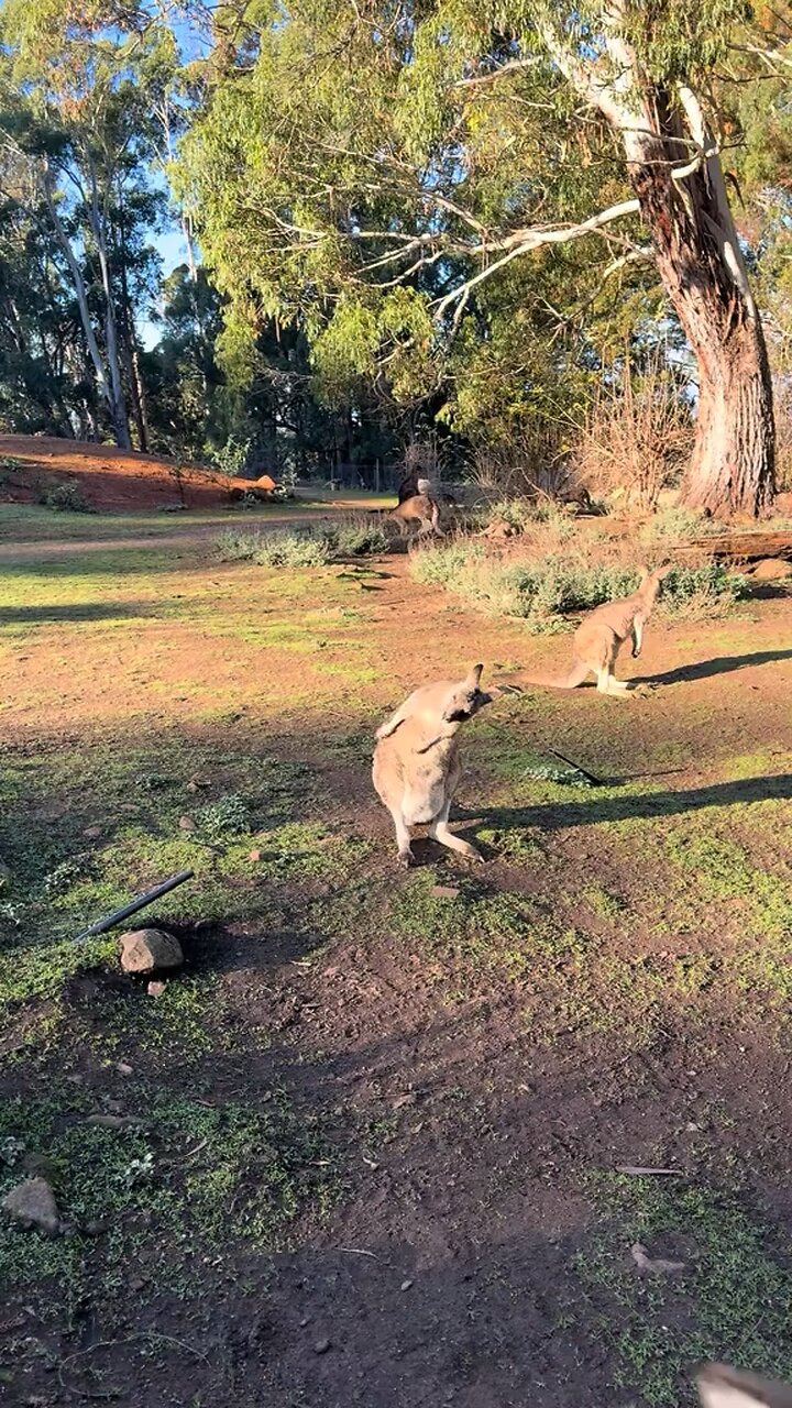 Australian kangaroo