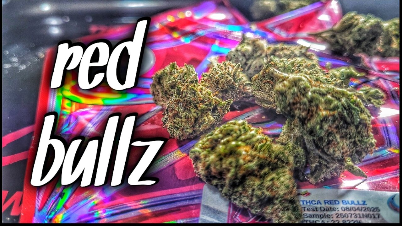 red bullz by JK DISTRO #jkdistro