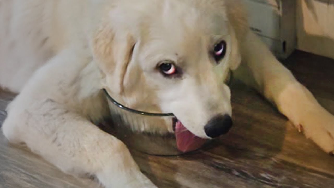 Laughs Guaranteed! 😂 Top Dog & Cat Antics of 2025! | 𝐘𝐨𝐮 𝐋𝐚𝐮𝐠𝐡 𝐘𝐨𝐮 𝐋𝐨𝐬𝐞 😍😸😹