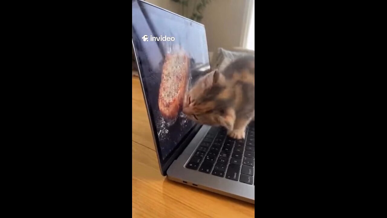 When the steak looks too real to resist 😭🍖💻 Someone tell him dinner isn’t inside the laptop! 🐱😂