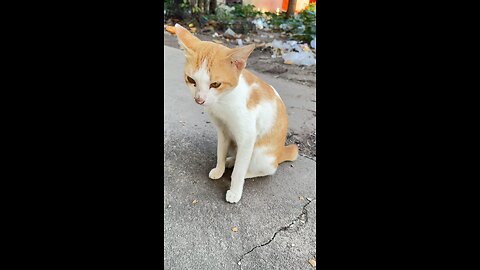 Cute Street Cat Caught on Camera – Adorable Moments!