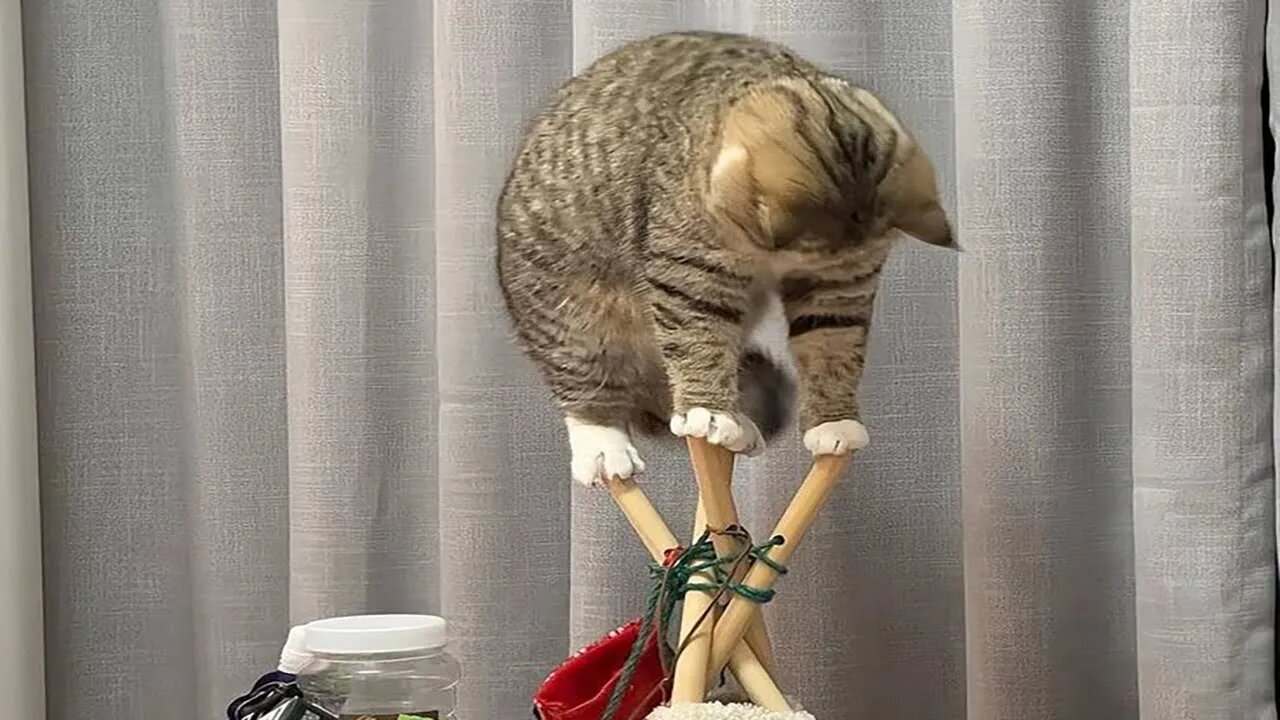 New Funny Animals 😂 Funniest Cats and Dogs Videos 😺🐶 Part 145