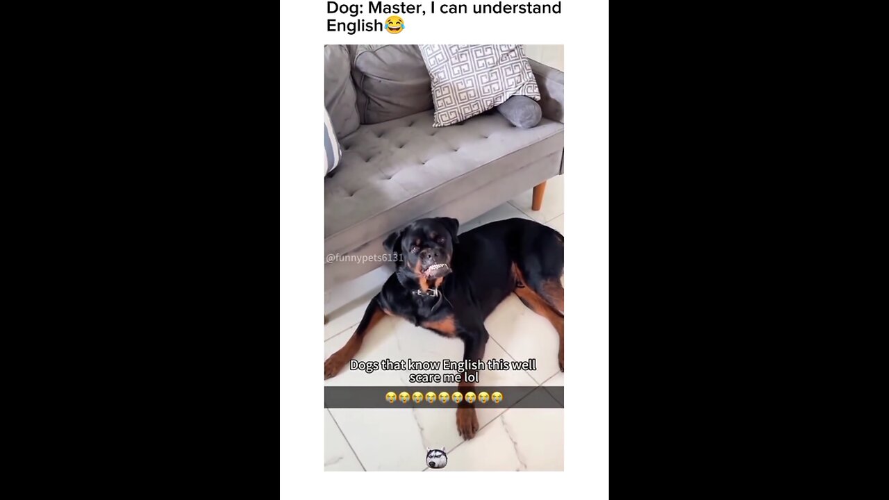 When Dogs Understand English… Too Well 🧠🐾