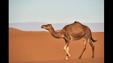 Camels