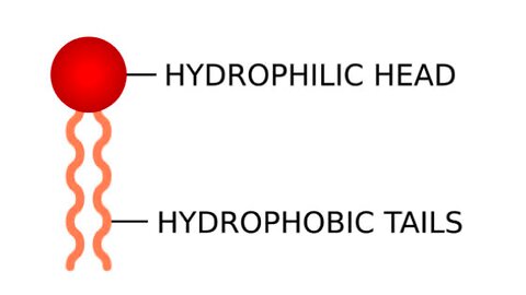 what are phospholipids?