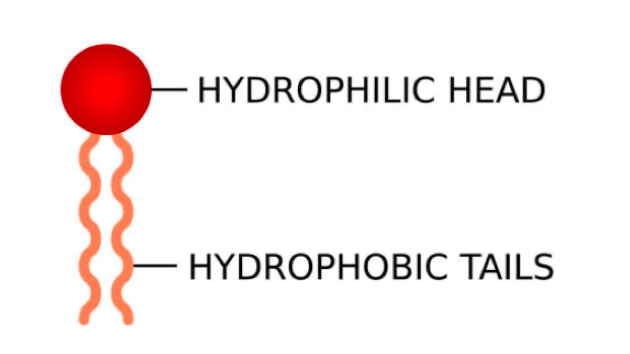 what are phospholipids?