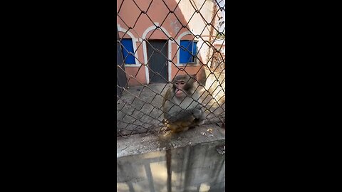 funny 😂 monkey