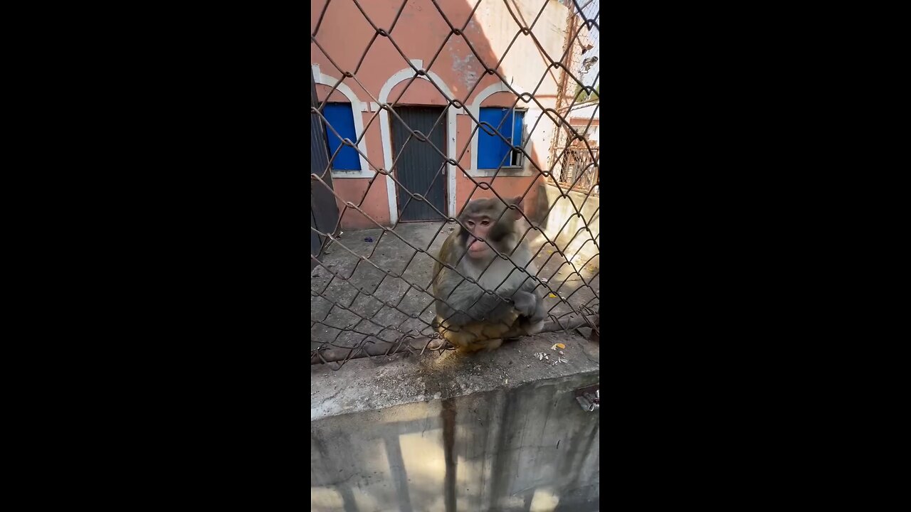 funny 😂 monkey