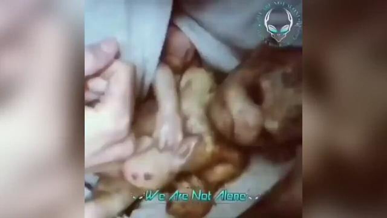 The Horrendous Results of Chimeric Eugenicists (Warning Graphic)