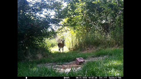 Deer Cam 08 31 2025 Game Cam Trail Cam