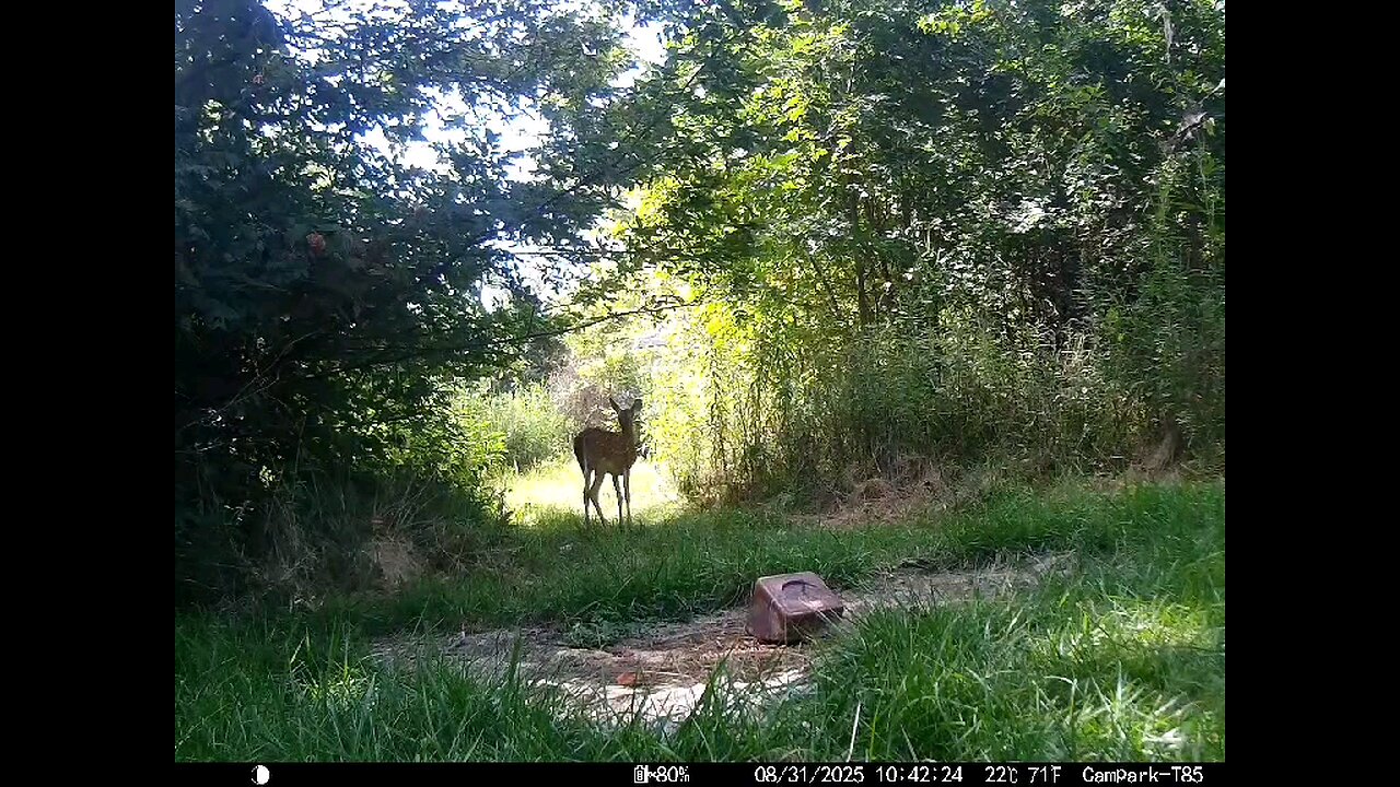 Deer Cam 08 31 2025 Game Cam Trail Cam
